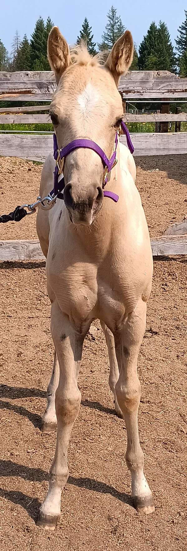 perfect-diamond-on-her-forehead-one-hind-sock-horse