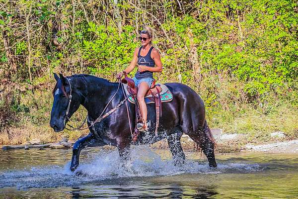 all-around-percheron-horse