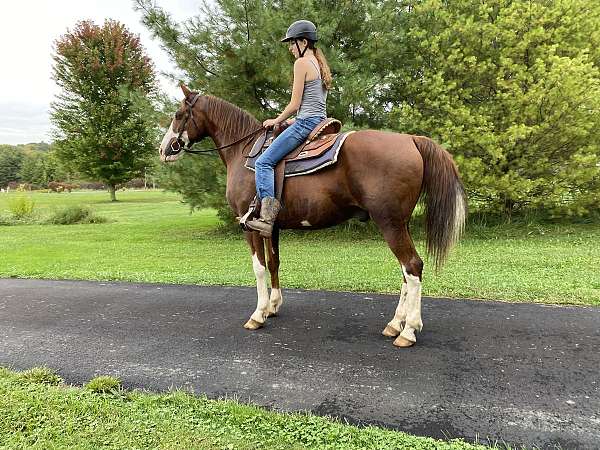 all-around-paint-horse