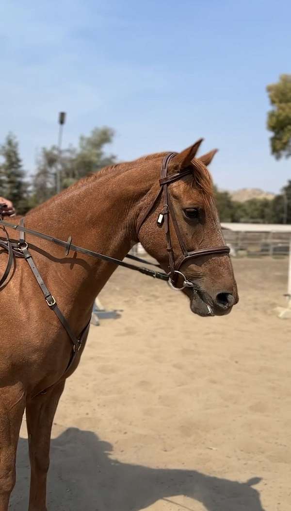 roping-show-pony