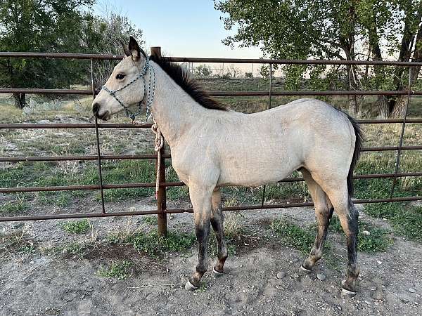 rolling-rodeo-drift-x-rollingcopperprairie-quarter-horse