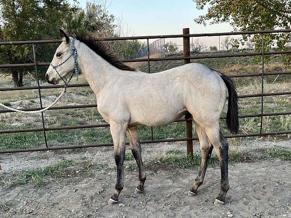 rolling-rodeo-drift-x-rollingcopperprairie-quarter-horse