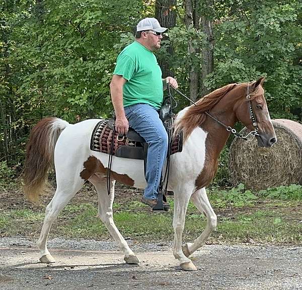 good-looks-gelding