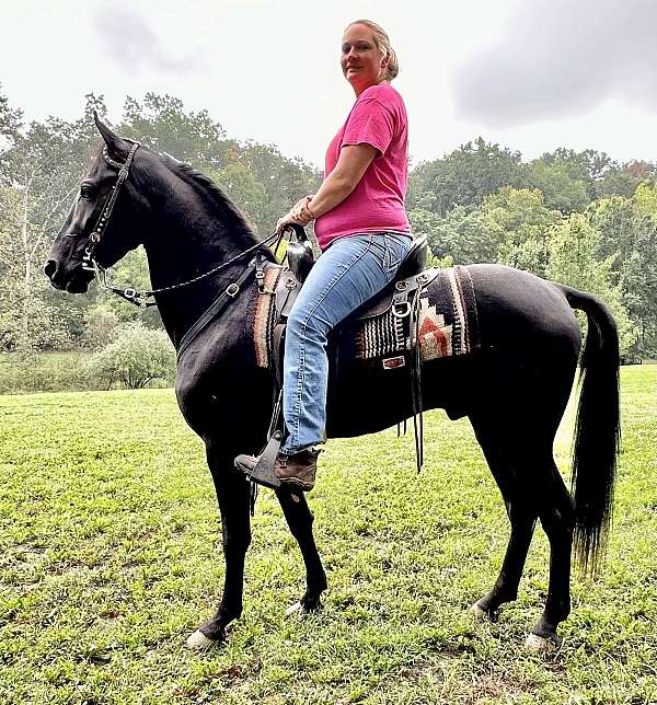 ebony-gelding