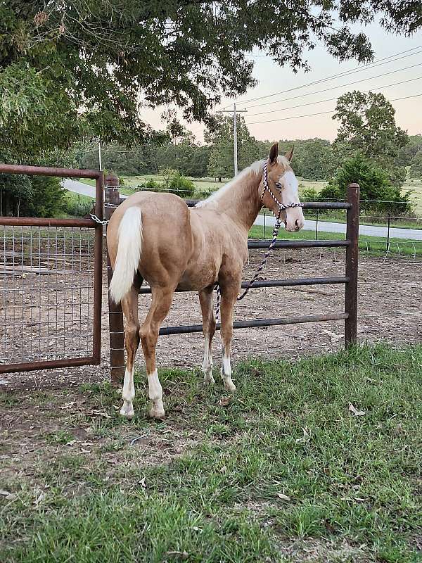 palomino-apha-aqha-gelding