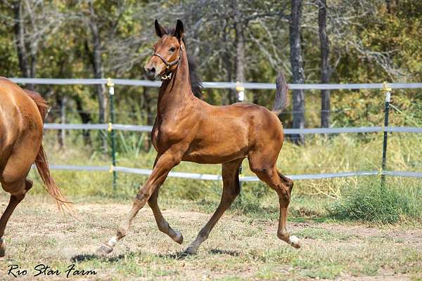 dressage-dutch-warmblood-horse