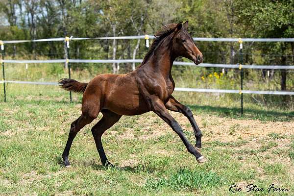 dressage-oldenburg-horse