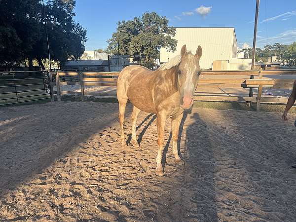 half-arabian-gelding