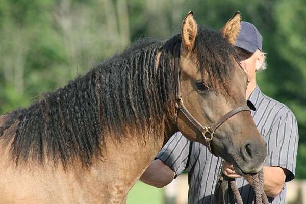 stallion-bashkir-curly-horse