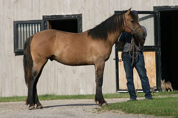 dun-bashkir-curly-horse