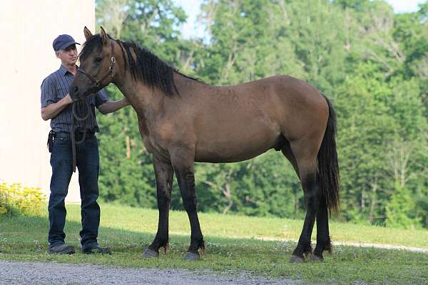 eventing-bashkir-curly-horse