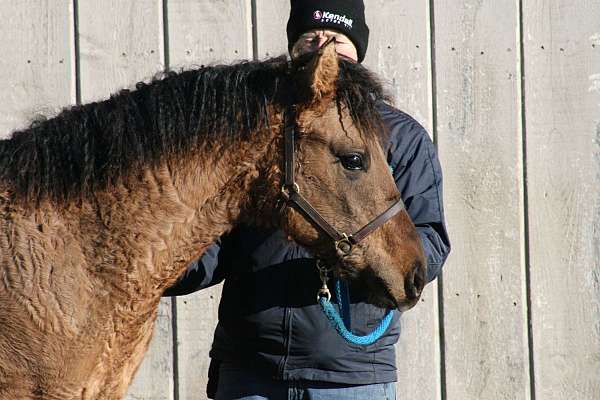 color-producer-bashkir-curly-horse