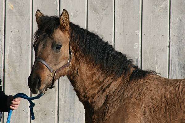 western-dressage-bashkir-curly-horse