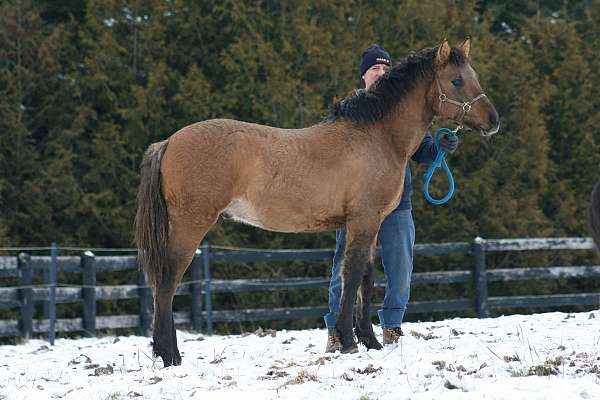 western-pleasure-bashkir-curly-horse