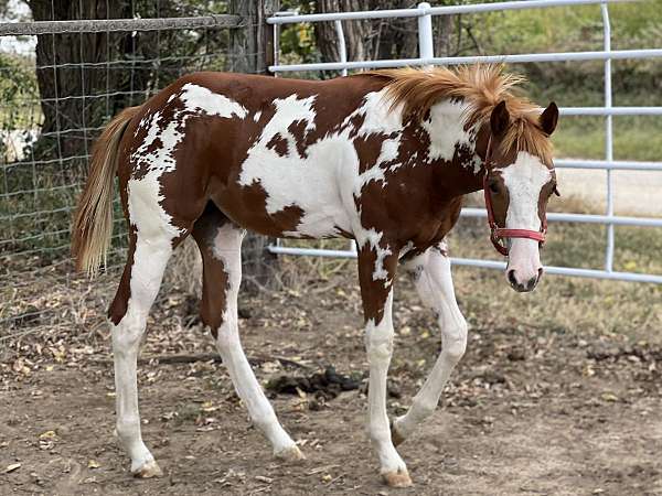 overo-quarter-horse-filly-stallion