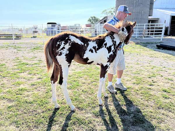 double-registered-filly-stallion