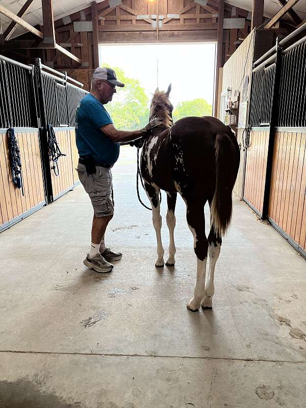 overo-apha-aqha-filly-stallion