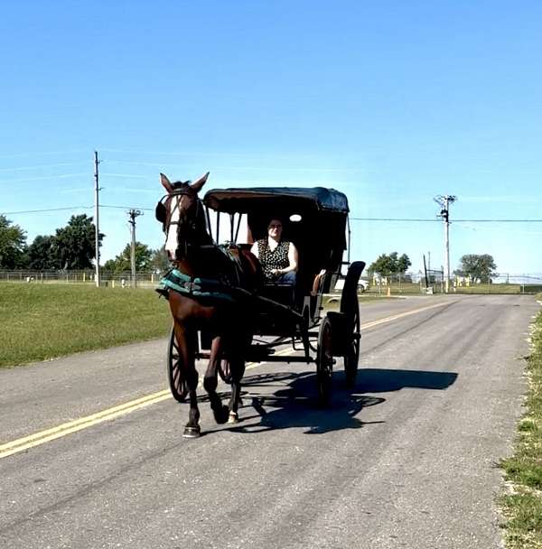 all-around-draft-horse