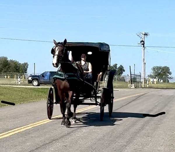 draft-horse