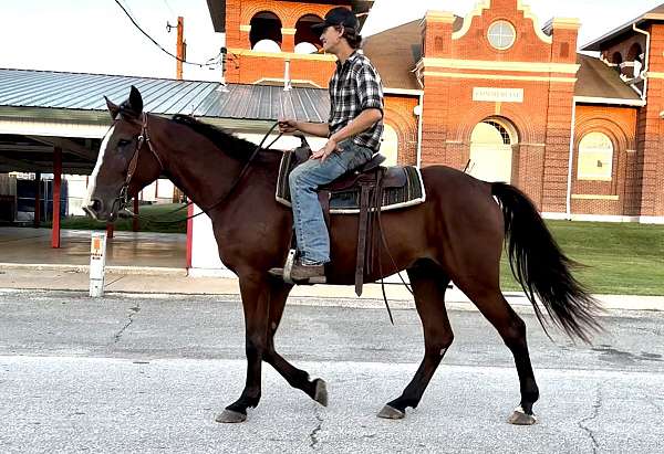 driving-draft-horse