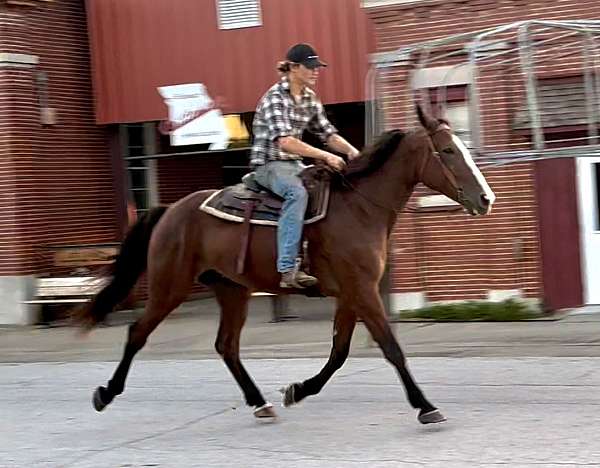 endurance-draft-horse