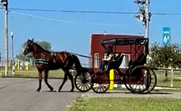 harness-draft-horse