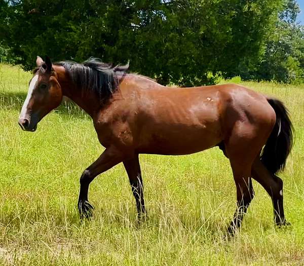 mounted-patrol-draft-horse