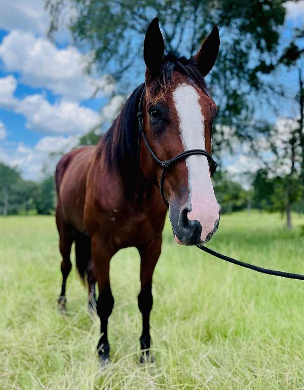 parade-draft-horse