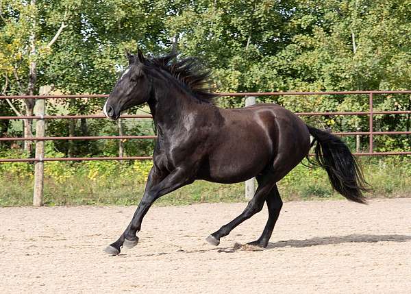 draft-draft-lusitano-horse