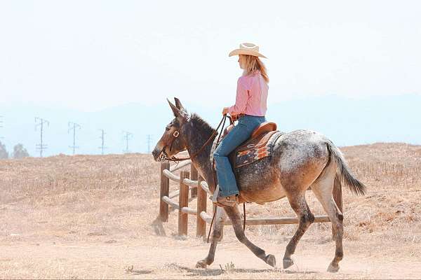 ranch-work-quarter-horse