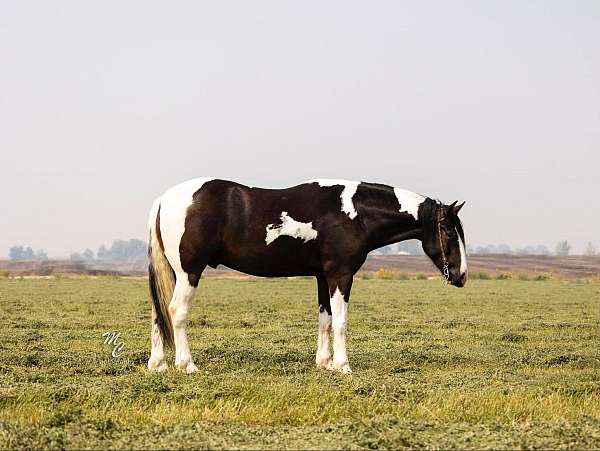 bay-blanket-horse