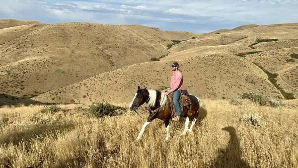 beginner-quarter-horse