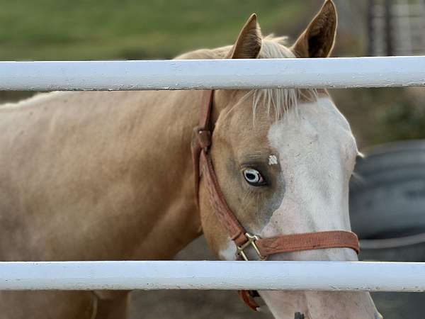 barn-paint-horse