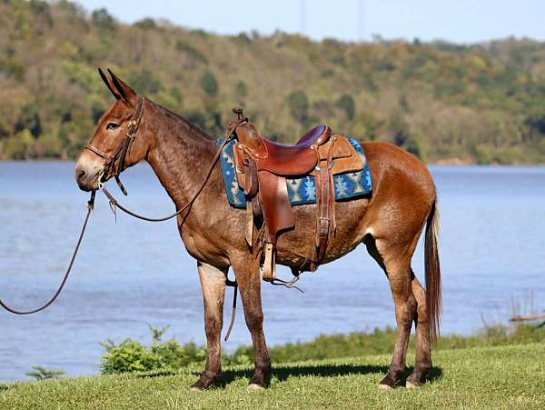 family-horse-quarter