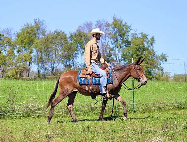 trail-quarter-horse