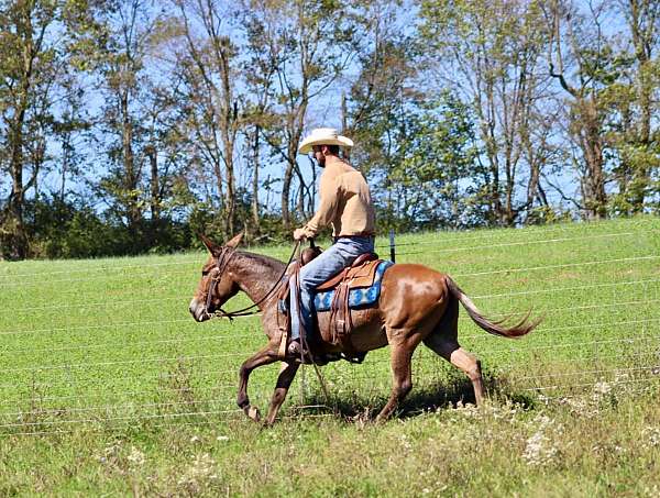 all-around-quarter-horse