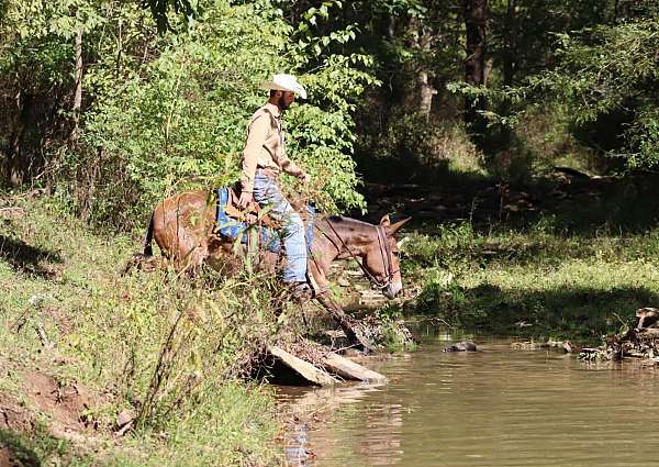 athletic-quarter-horse