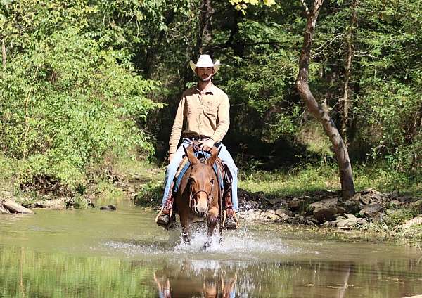 beginner-quarter-horse