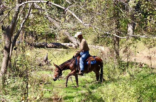 experienced-quarter-horse