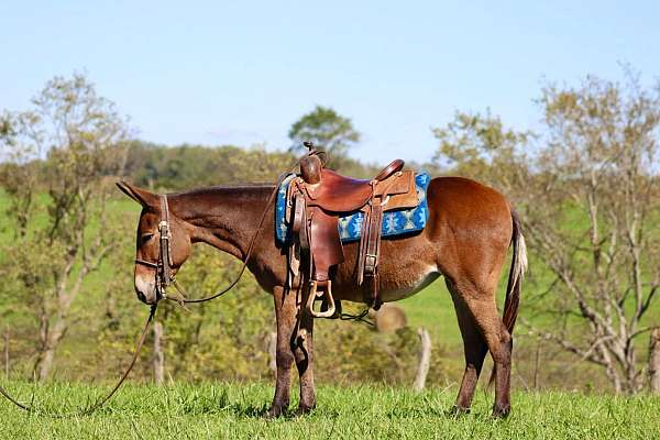 flashy-quarter-horse