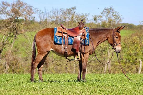 husband-safe-quarter-horse