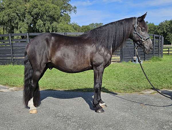 black-blaze-socks-horse