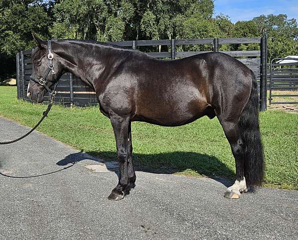 beginner-safe-quarter-horse