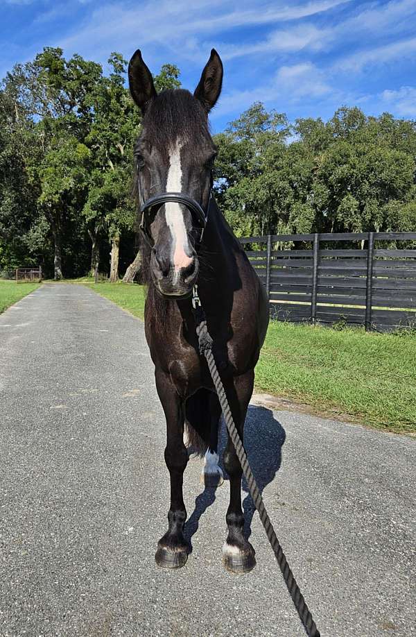 ranch-work-quarter-horse