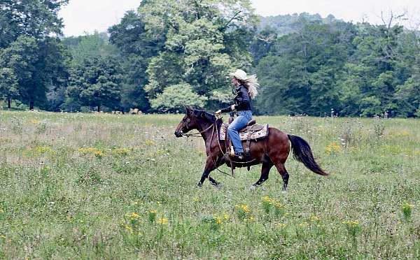 beginner-safe-quarter-pony