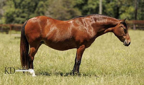 ranch-work-quarter-pony