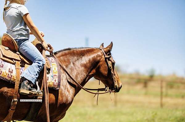 all-around-quarter-pony