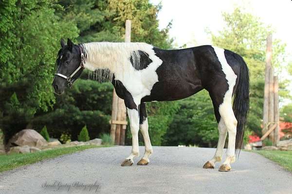 ranch-work-quarter-horse