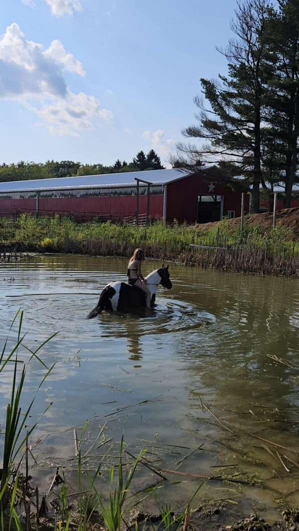 paint-quarter-horse