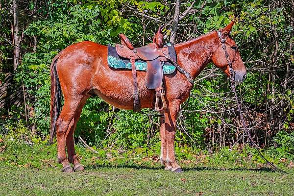 quarter-pony